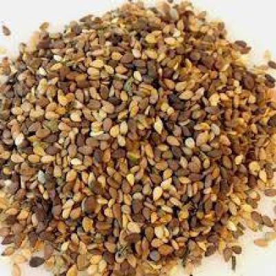 کنجد با پوست فله